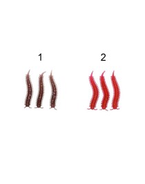 Captain 3564 Ajibishi Silk Worm 5.5cm LRF Silikon Yem 8'li Set